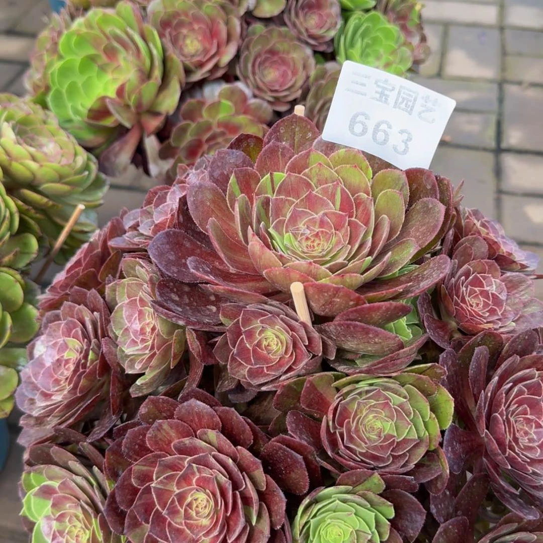 多肉植物663花月夜