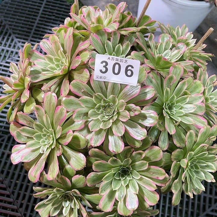 306糖果粉黛多肉植物