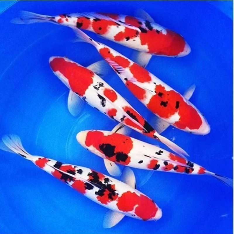 【迎春福利】13-15cm  5三色  皮实耐活好养冷水鱼活体观赏鱼