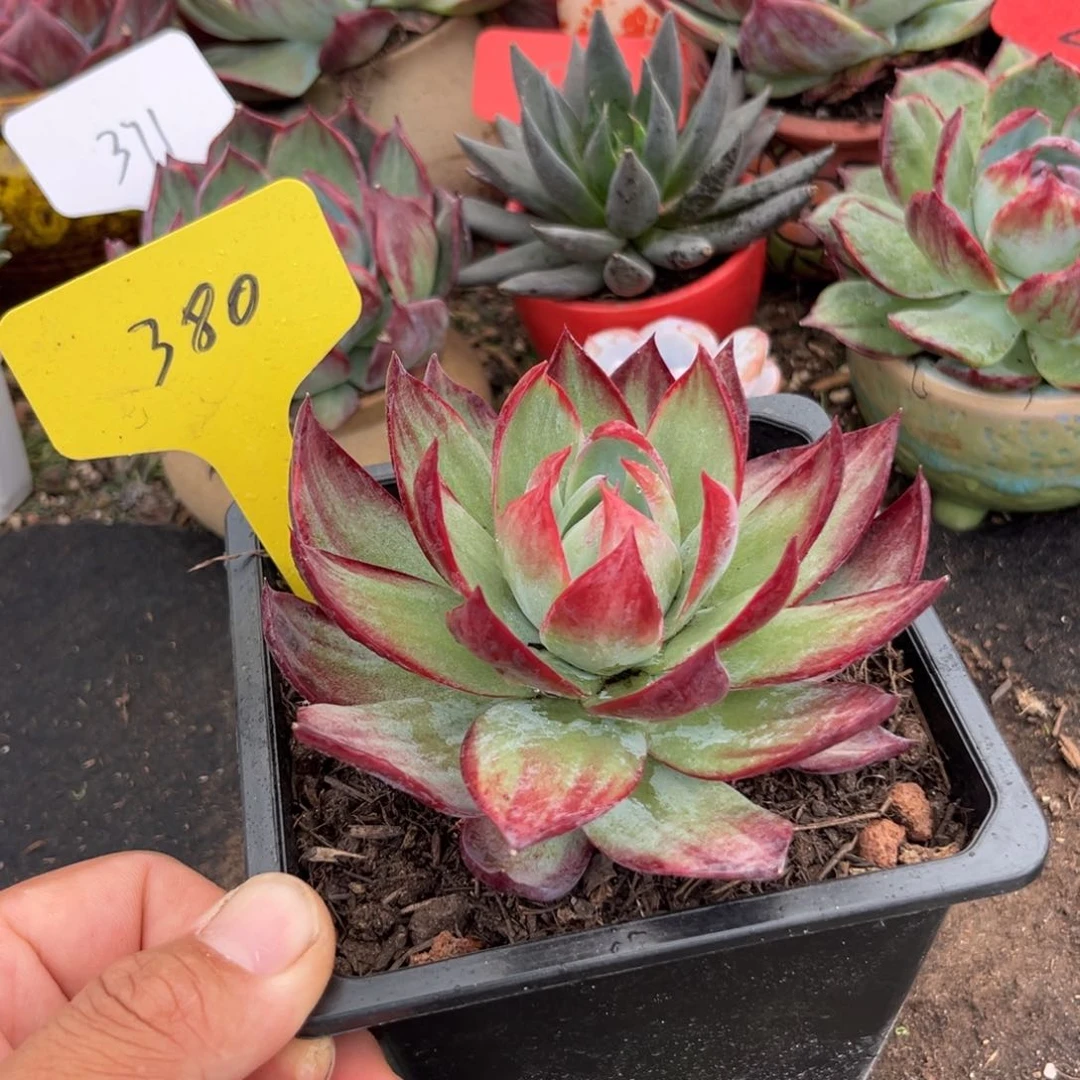 惊鸿仙子多肉植物380