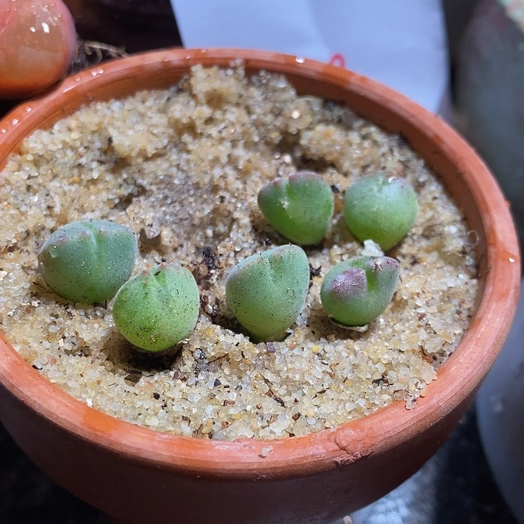 帕***奇12322。   一组空蝉。