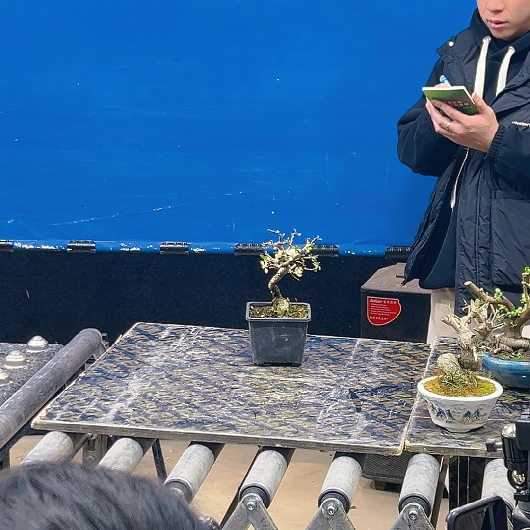 杂木盆景长寿梅百花