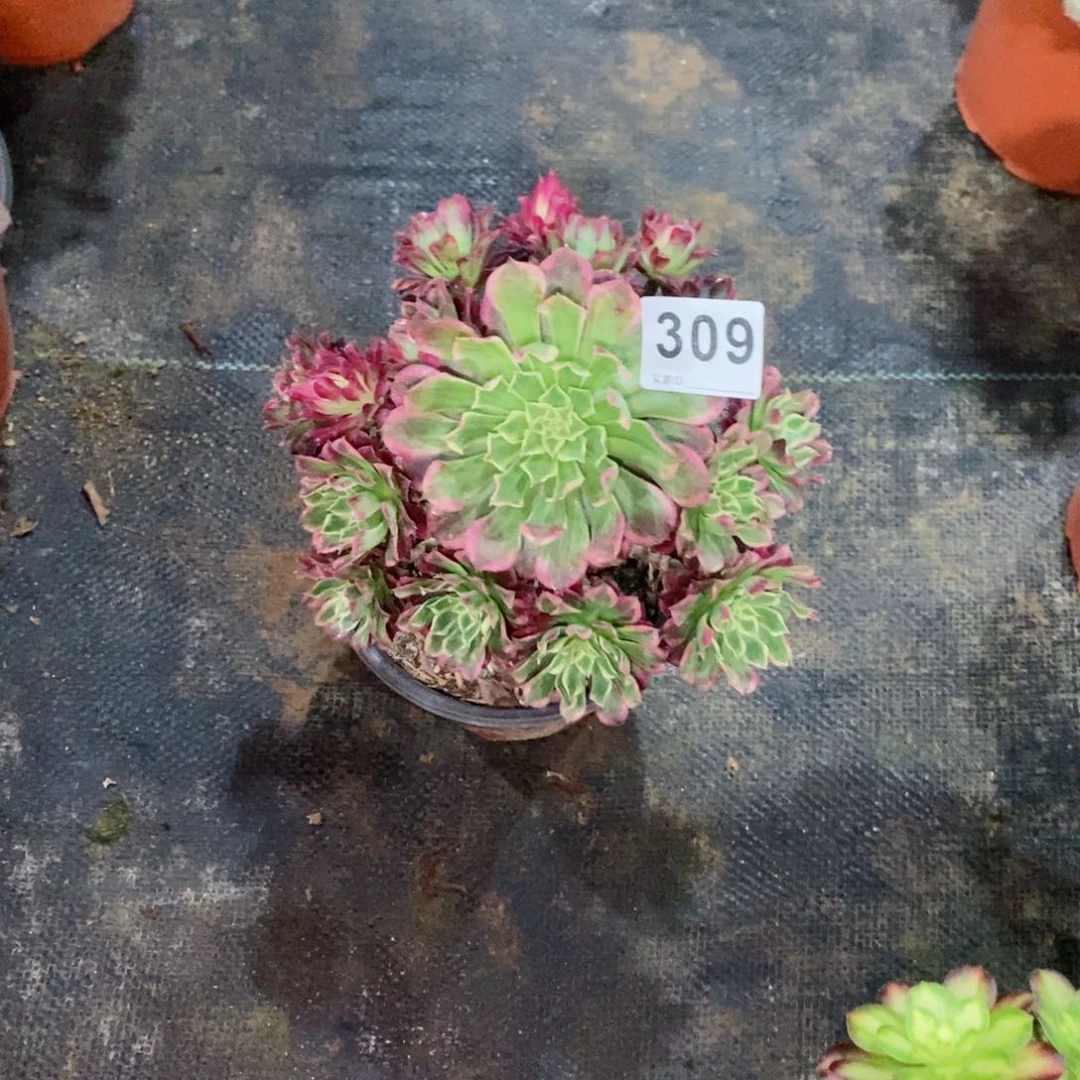 好**℡天河309多肉1111
