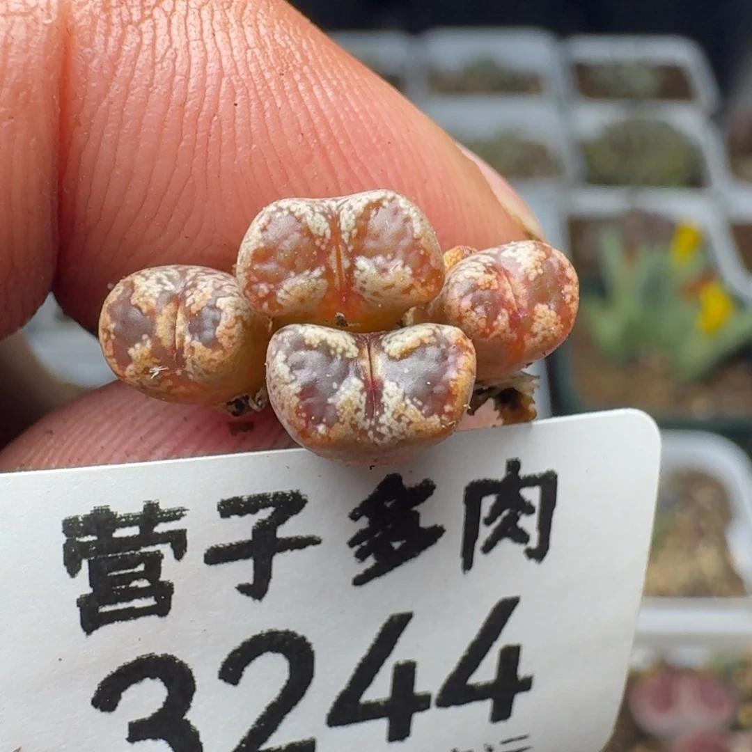 蝴蝶勋章。