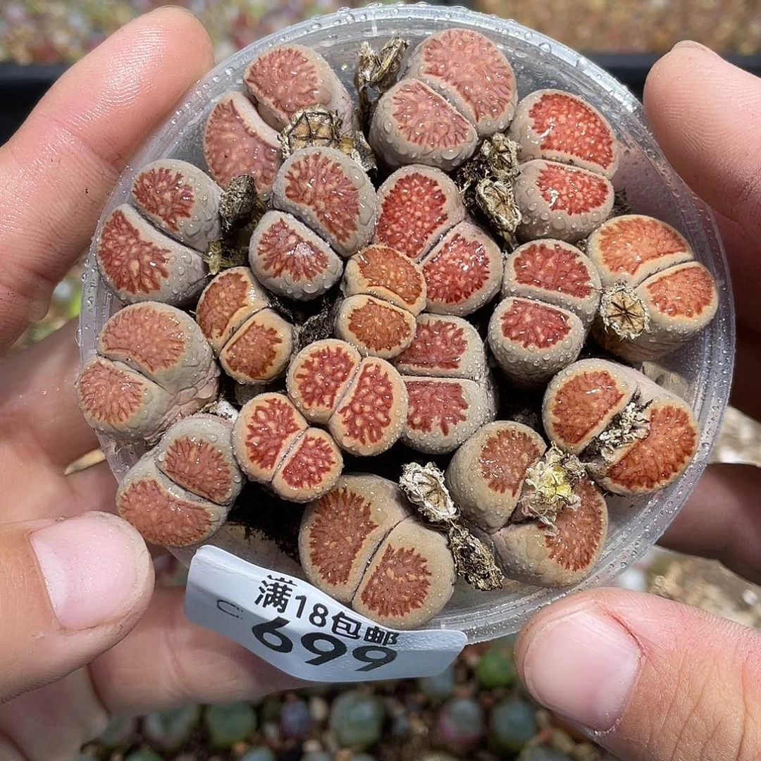 当天凑满十八元包邮699