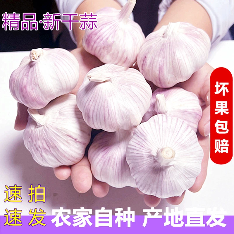 （新店冲量）杞县特产农家新干大蒜5斤紫白皮大蒜新鲜可种特色蔬菜