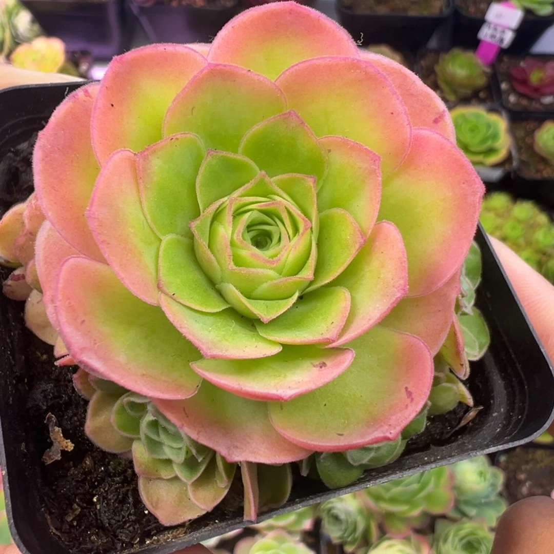 L32半城玫瑰甜言