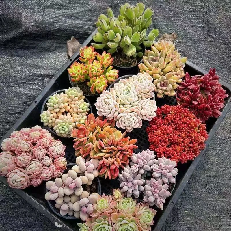 多肉植物组合6颗 零下地区请拍保温箱