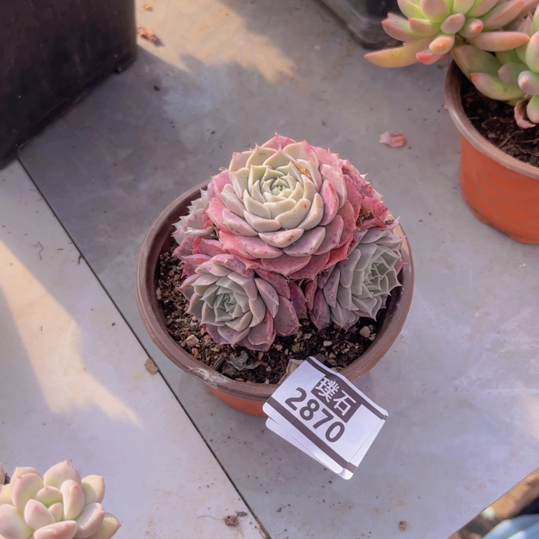 海林娜杂多肉植物2870