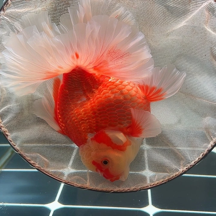 金鱼百褶要是压成38