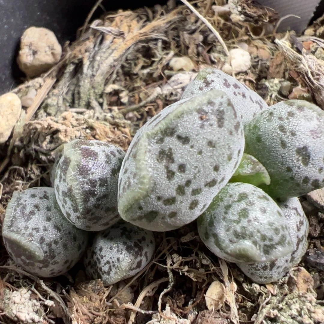 w达摩海豹多肉植物水泡