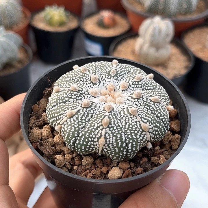 福利价5.6cmf2矮趴奇迹兜球一物一拍