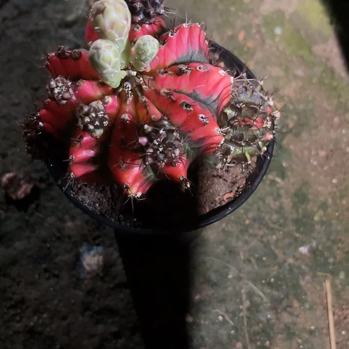 仙人球好好看好漂亮40
