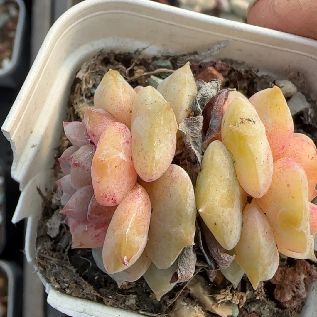 多肉小卡拉米糖心一物一拍