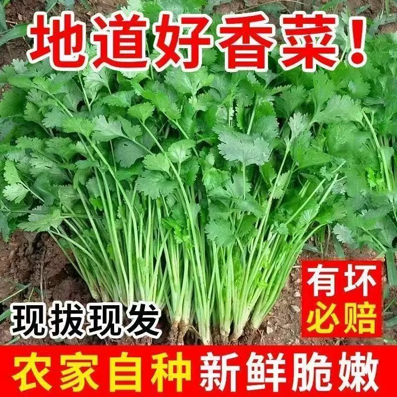 山东农家自种新鲜香菜露天种植现挖现发小香菜火锅蔬菜批发价整箱