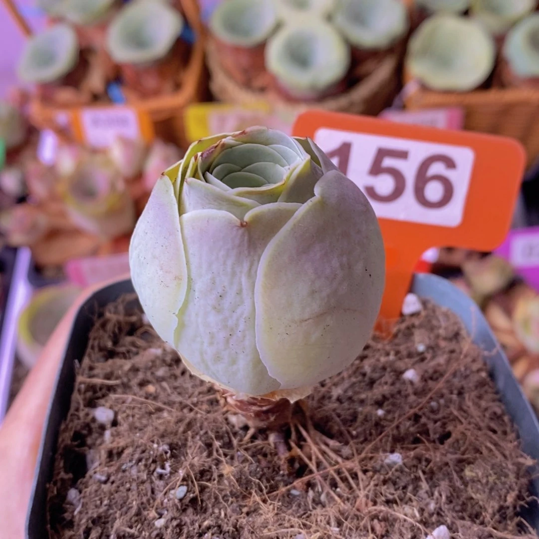 山地玫瑰老桩156