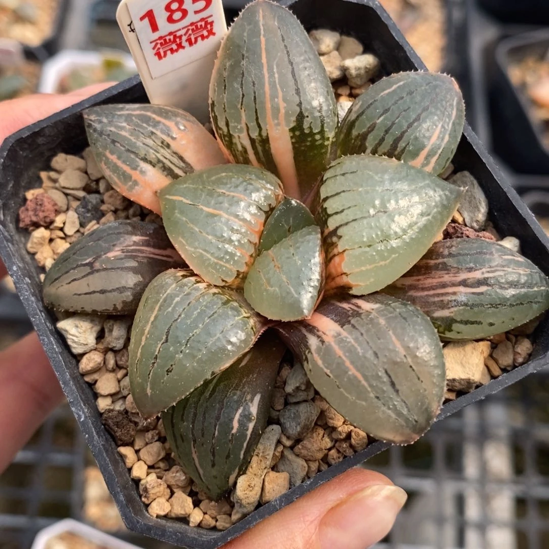 185亲之姬寿锦一物一拍