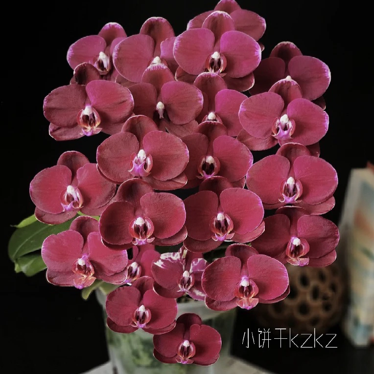 黑红宝石蝴蝶兰 名贵品种 红色系丝绒质感带花剑不带花