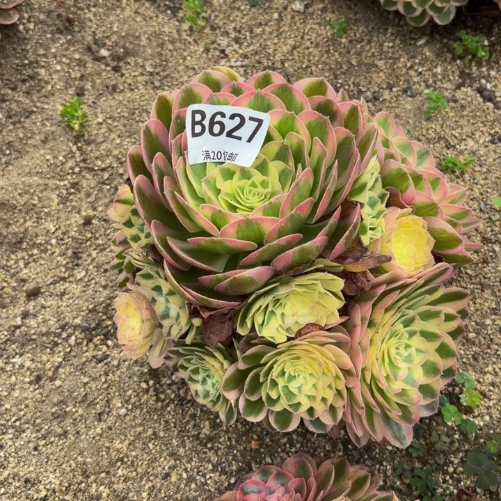 瑞妈多肉园艺，627
