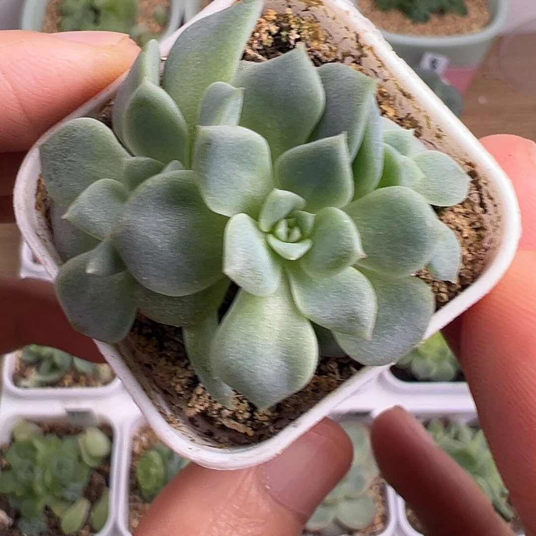 开播福利 三头甜心