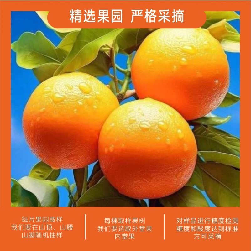 正宗赣南脐橙当季水果5斤小果现摘现发果水果精品套袋（boluo）