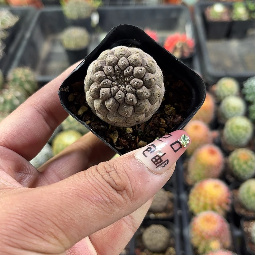 蜥蜴皮单头发货的