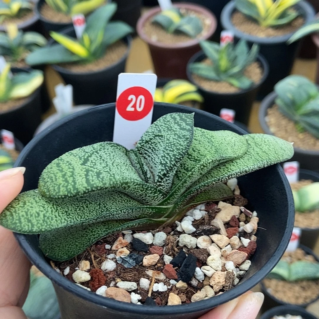 20卧牛转锦母本实生短叶带盆发货