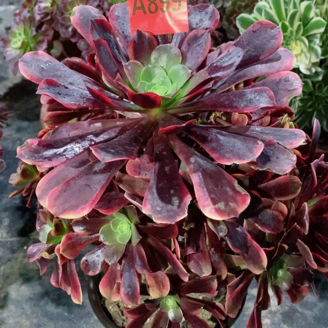 欧嘉莉899多肉111111