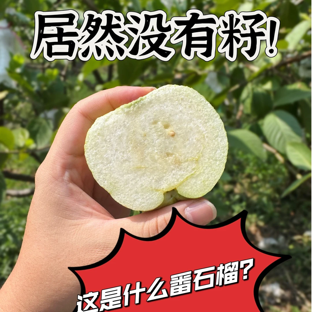 牛田洋无籽水晶种番石榴 顺丰快递