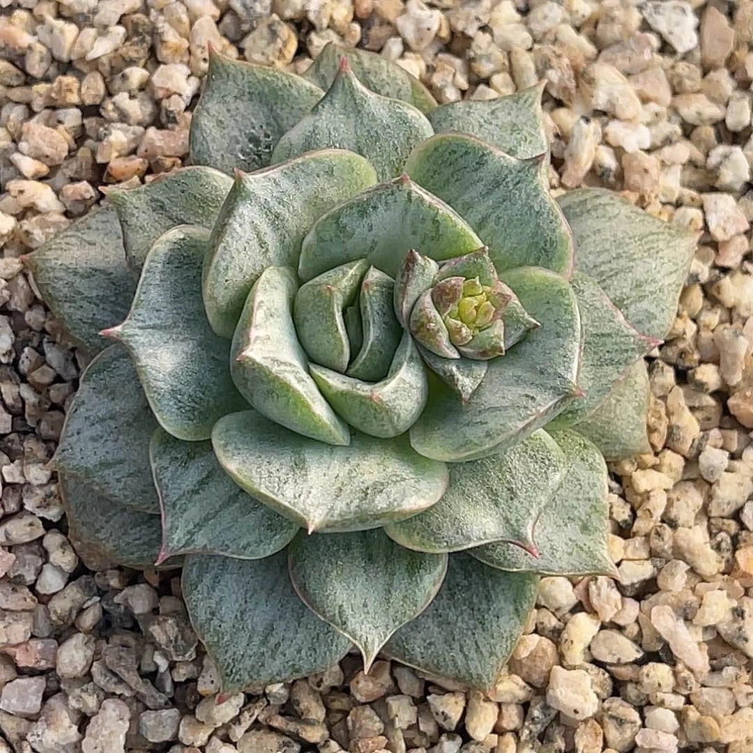 尚品园艺福利锦黑魔王