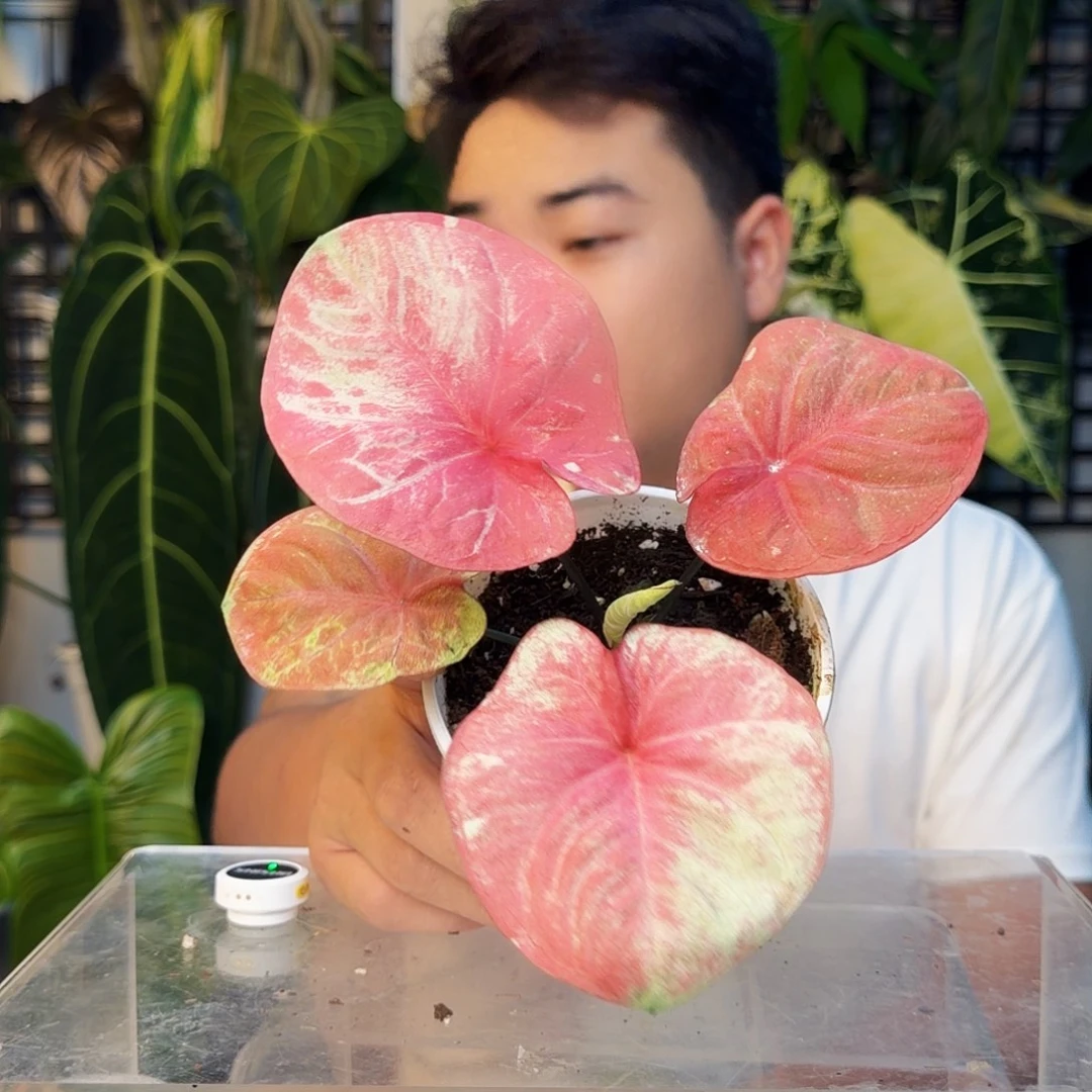 不开花植物B140女王之心