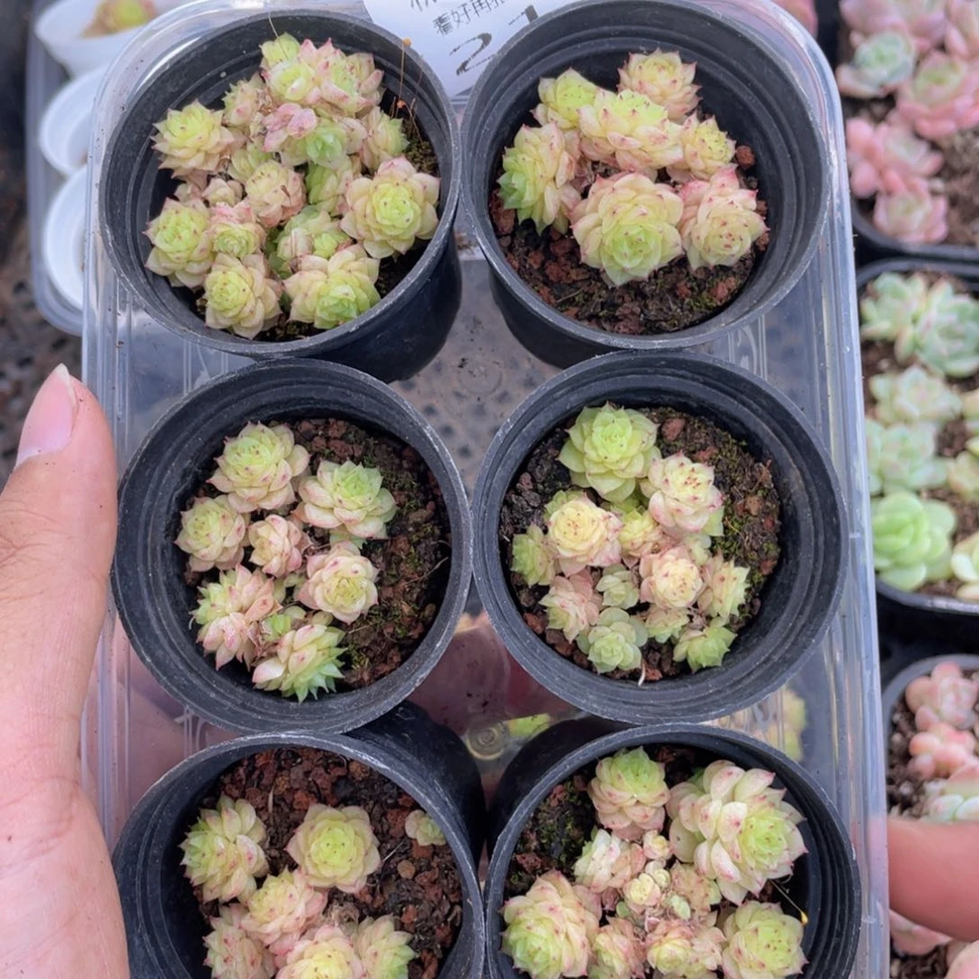 糕大上多肉植物211