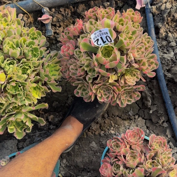 男神花花25-22包邮花花