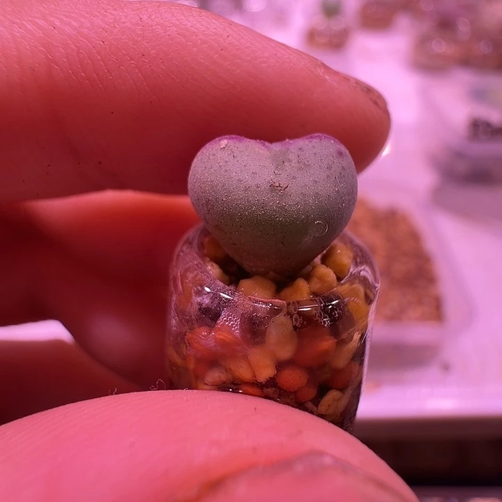 路***妹适合拇指瓶的迷你爱心将10颗