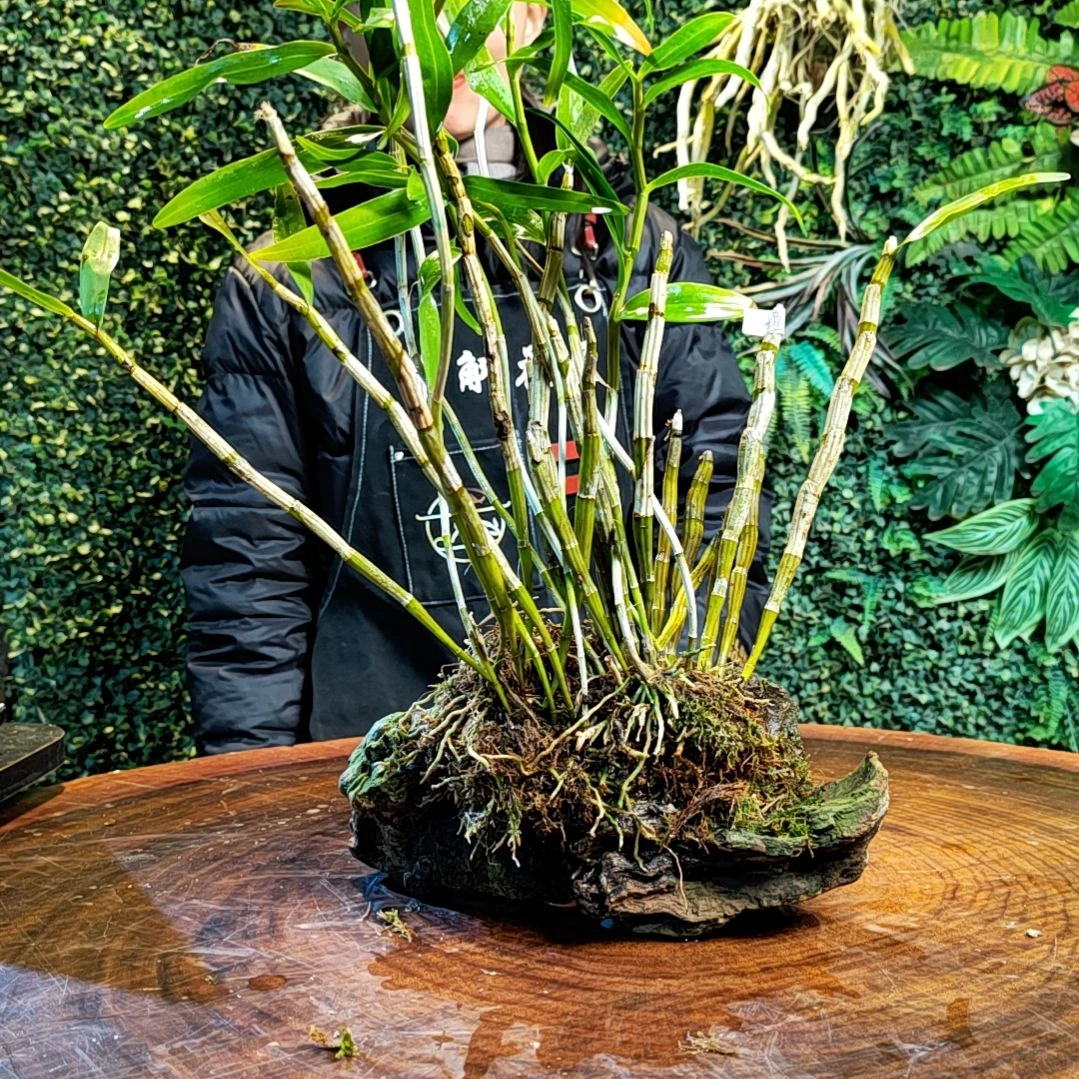 【闪购商品】241黄橙花