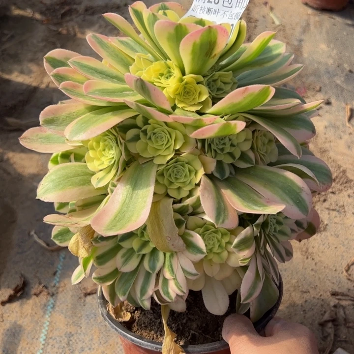25689辛尼亚多肉植物