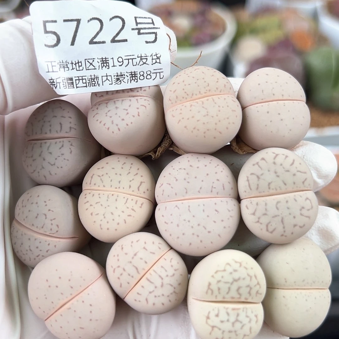 5722 好养易活生石花大母本12个