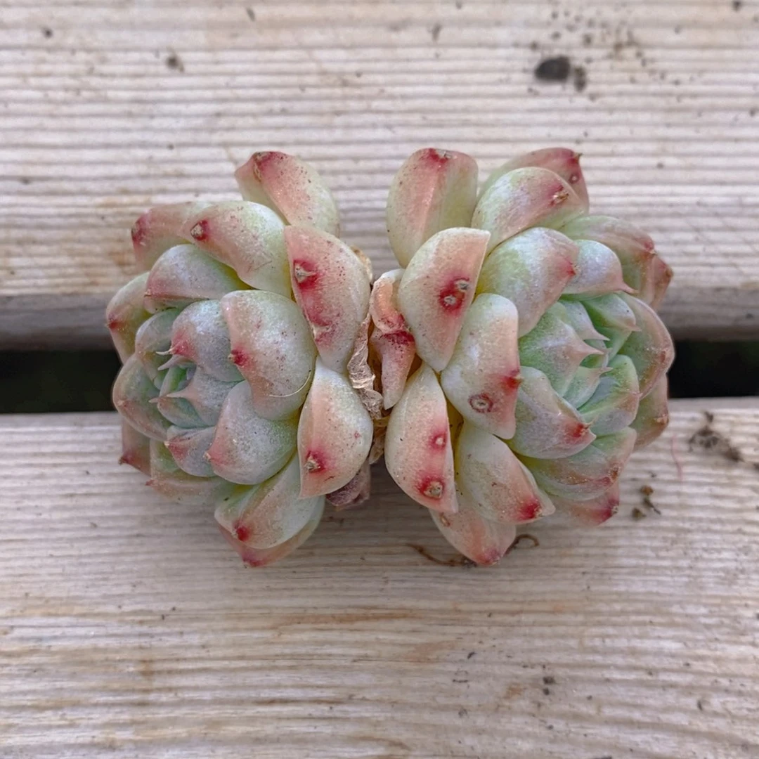 一物一拍精品多肉_