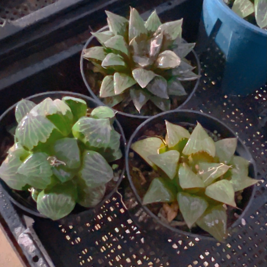 白沙+光明寿+啊寒湖玉露