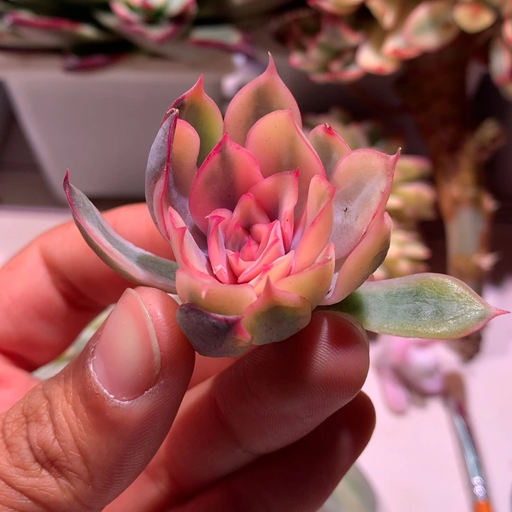 暗冰锦腹轮锦锦锦