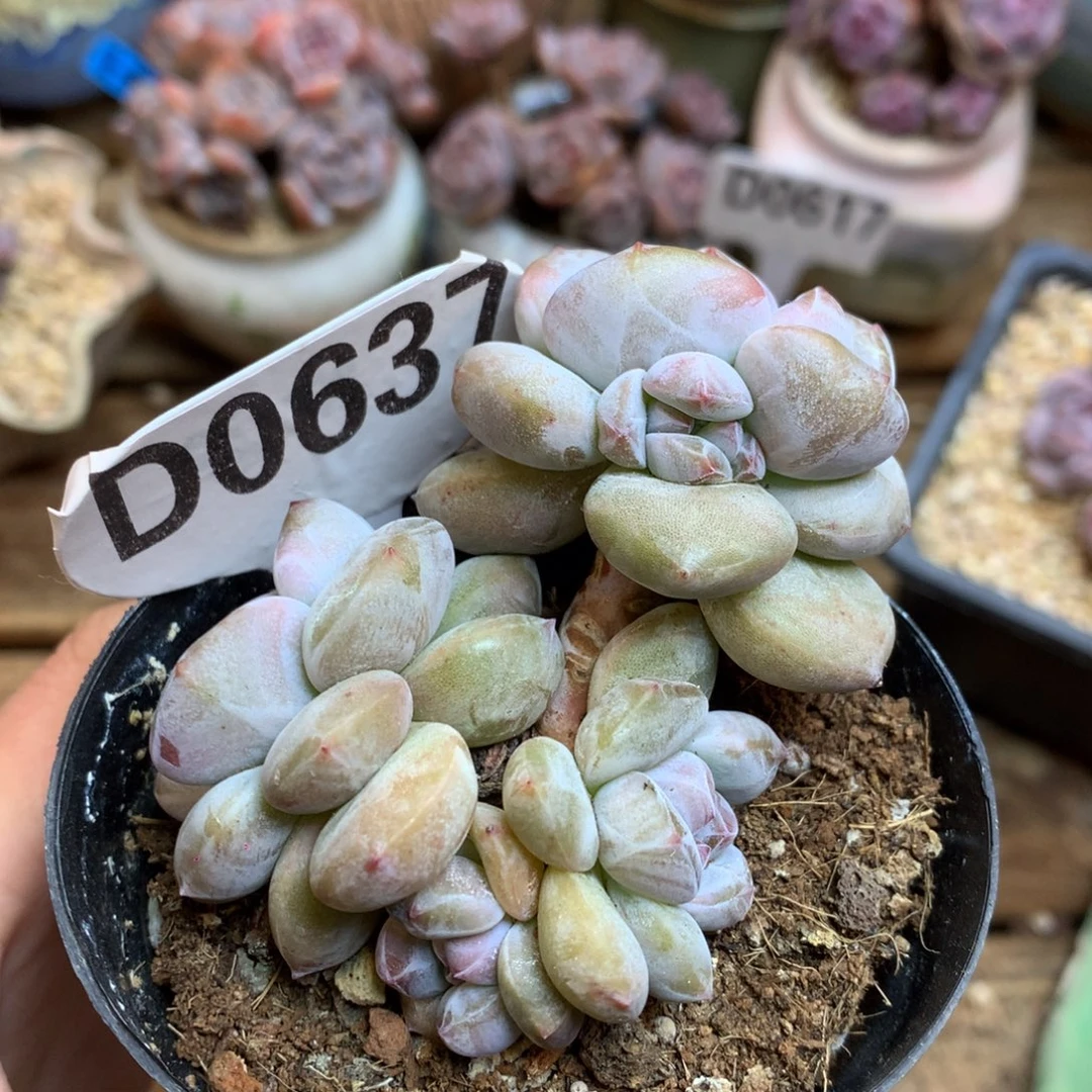 D0637 星影小树 突尼斯