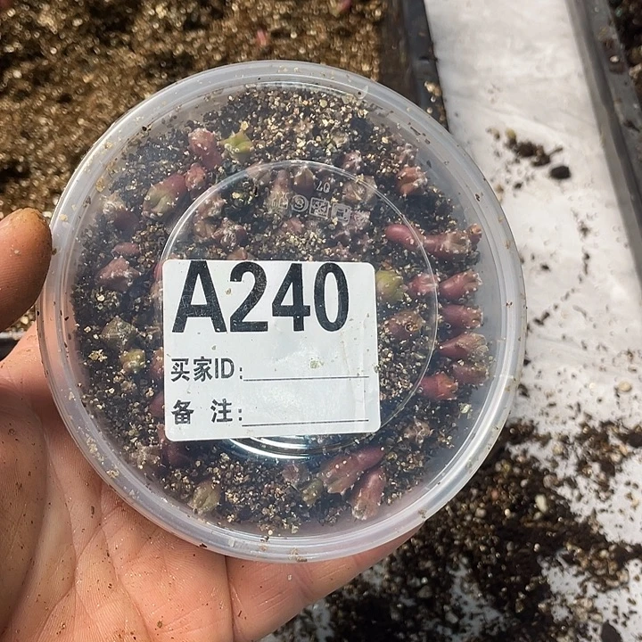 完全开放240栾一份