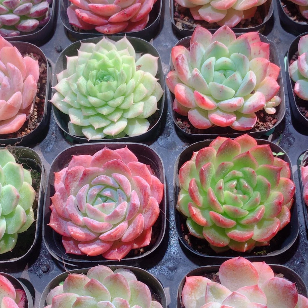 26-量拍品质保证多肉带盆16颗全单头