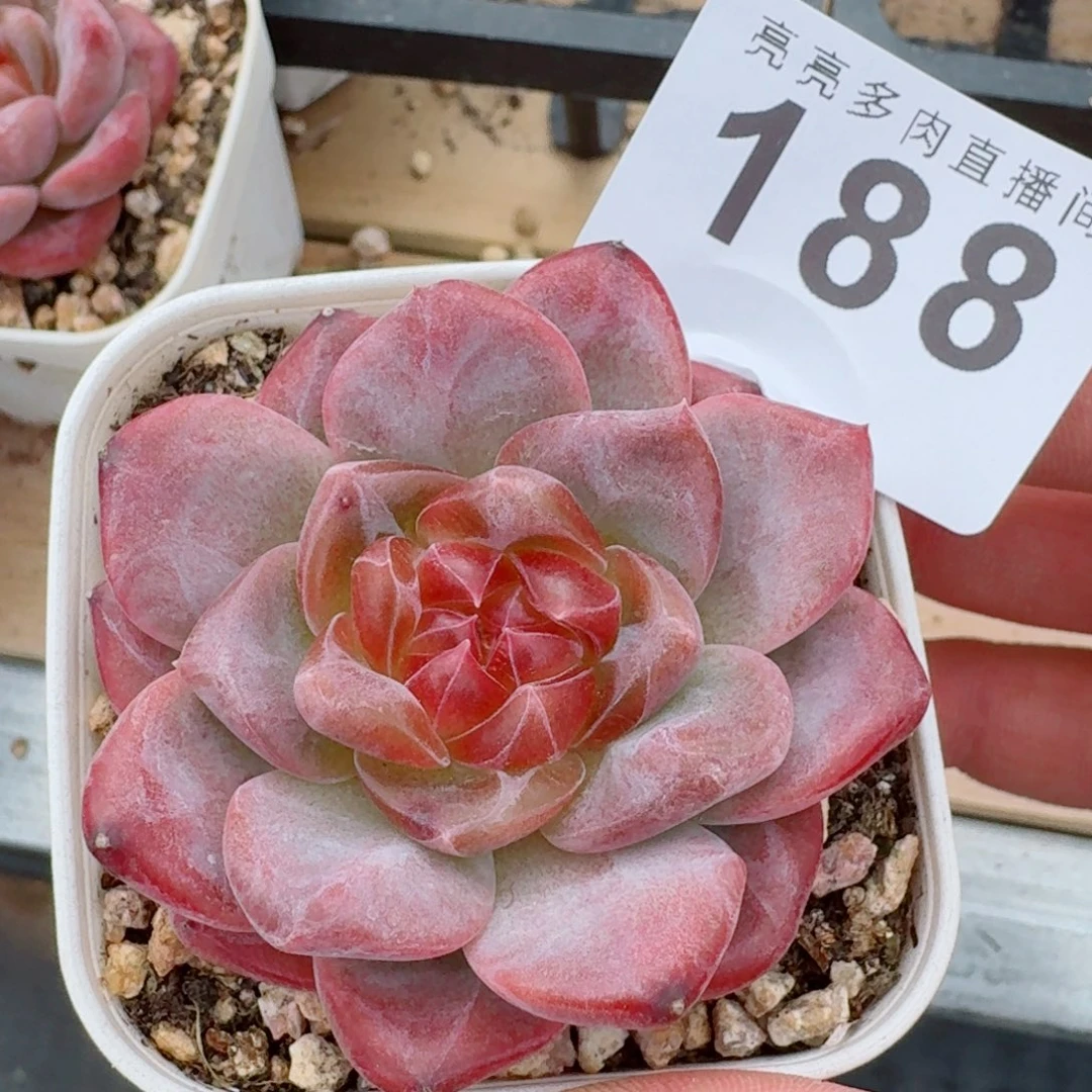 灯芯琥珀            精美多肉植物