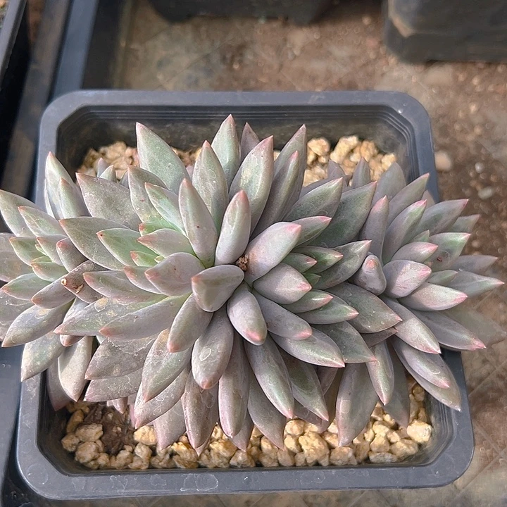 水晶球大群美人系列美人特