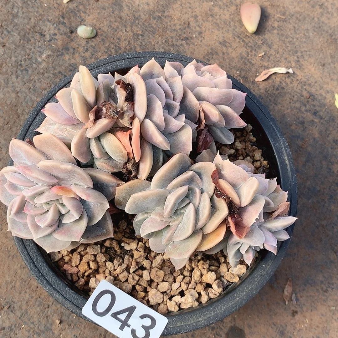 043哈利缀一物一拍多肉