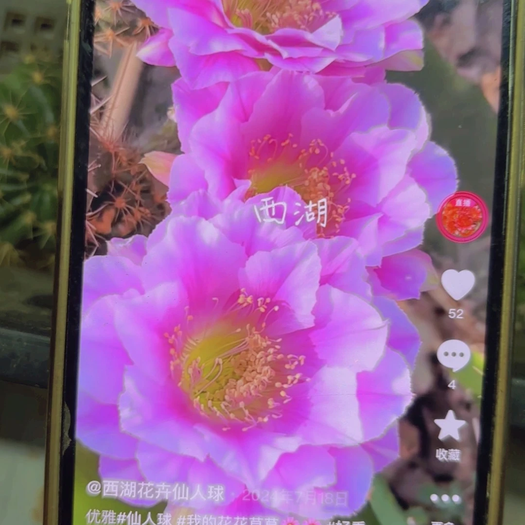 优雅芙蓉丽花侧牙20包邮仙人球36