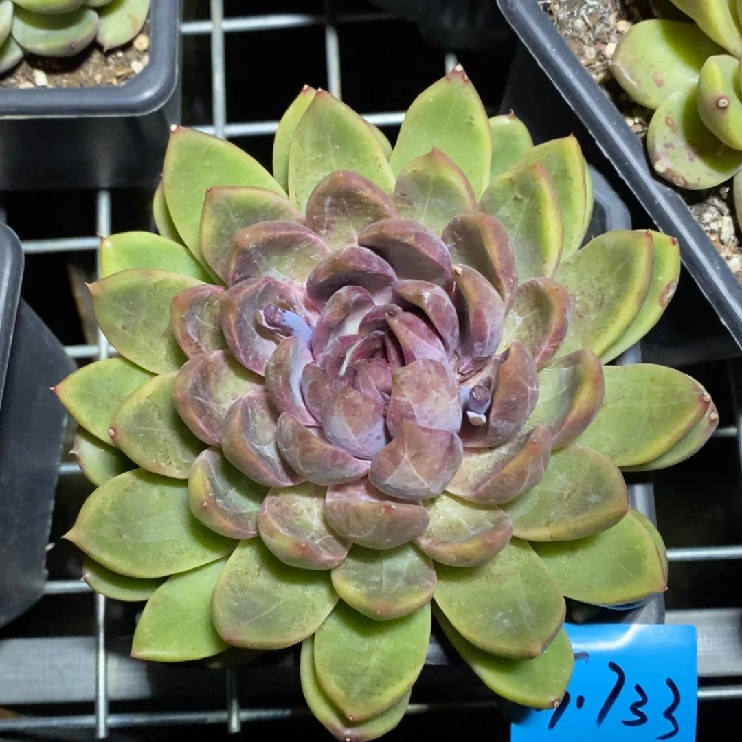 沧*多肉植物多肉植物1733