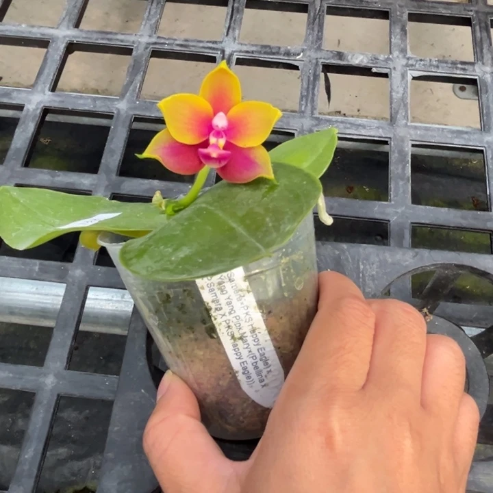 大部分花苞少量开放2.5寸杯BKH2250超美