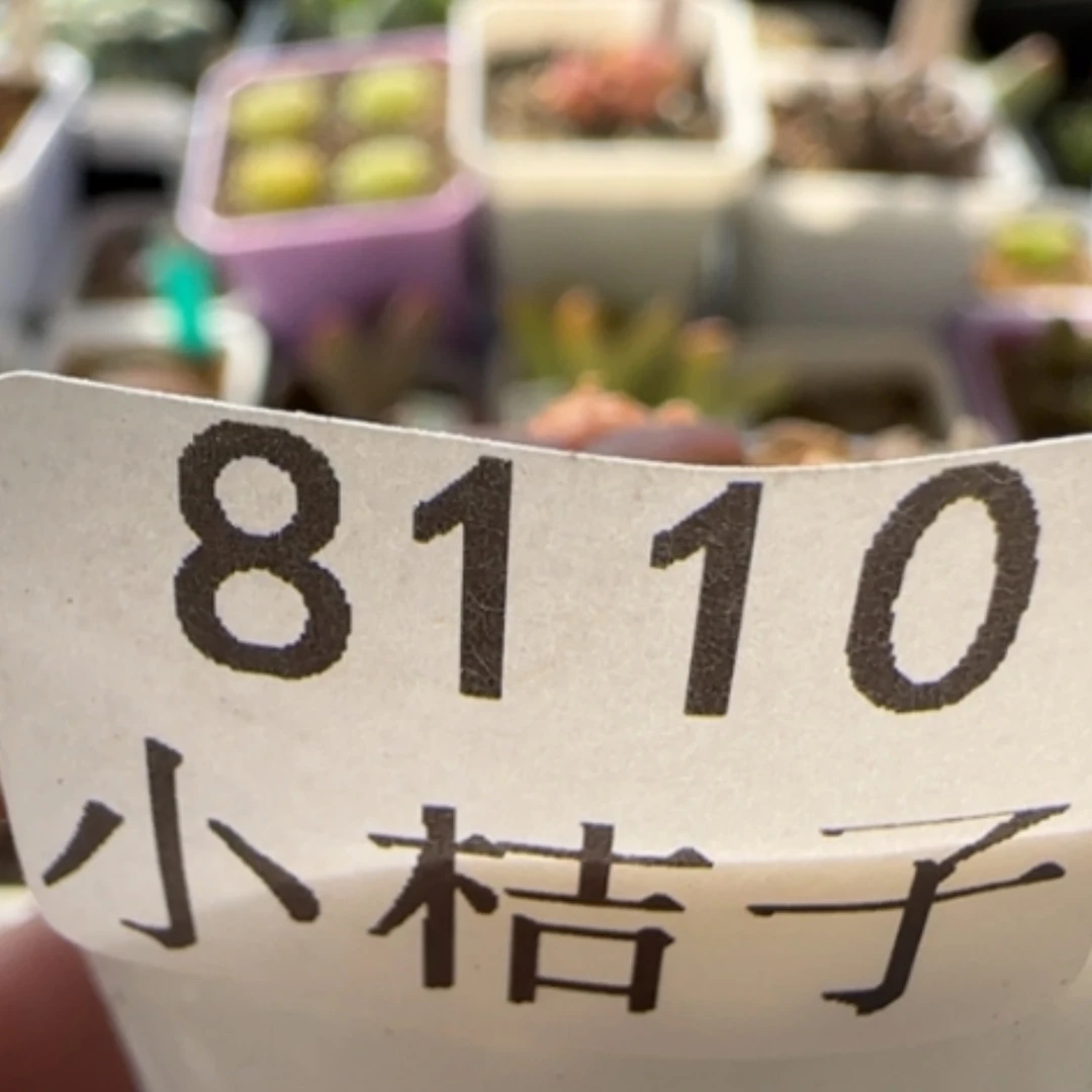 【闪购商品】8110